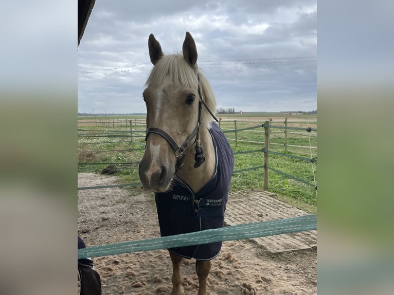 French riding pony Mare 11 years 14,2 hh Palomino in Rouilly