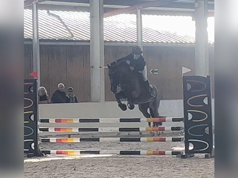 French riding pony Mare 11 years 14,1 hh Black in Wallon-Cappel