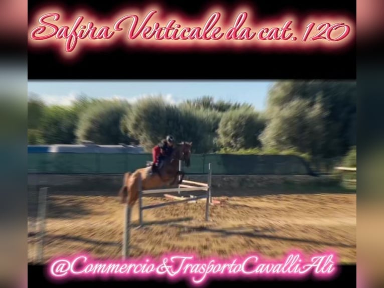French riding pony Mix Mare 11 years 14,1 hh Chestnut-Red in Solarino