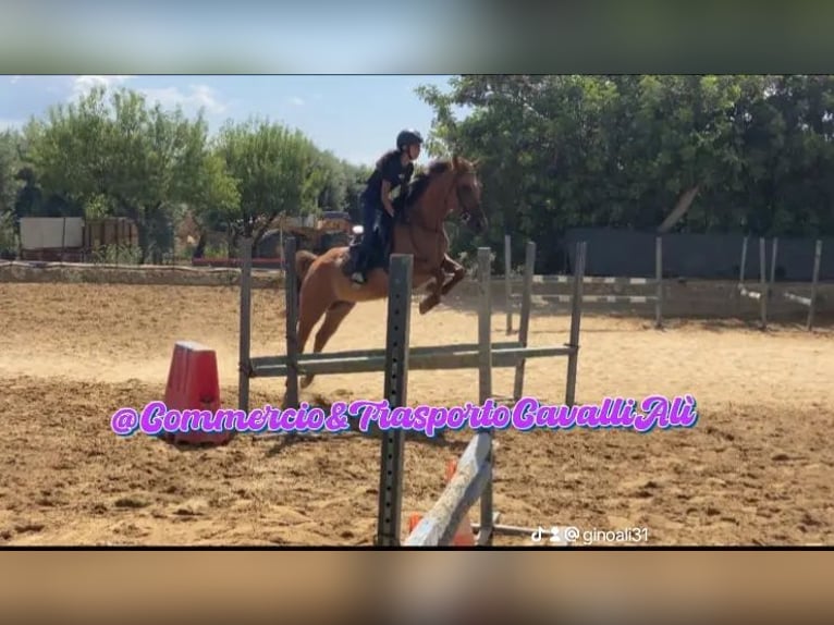 French riding pony Mix Mare 11 years 14,1 hh Chestnut-Red in Solarino
