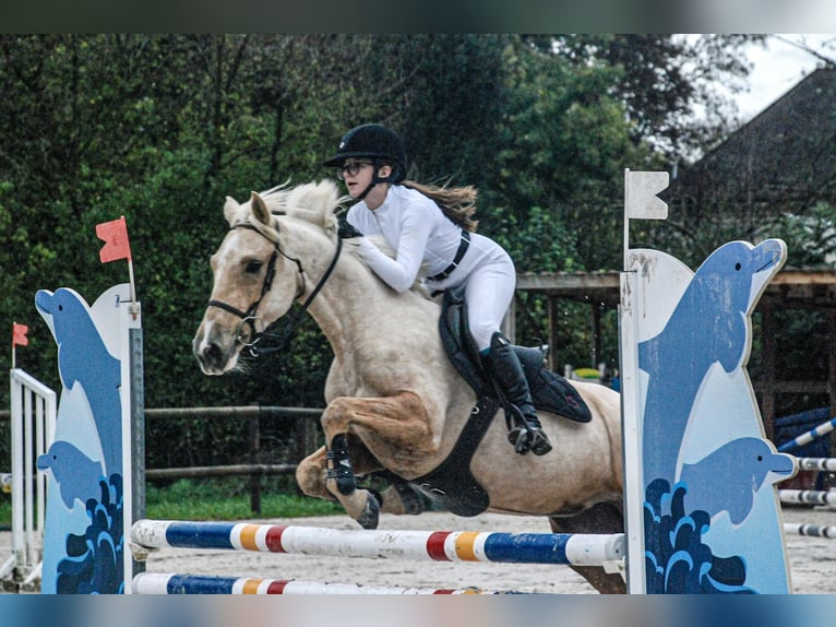 French riding pony Mare 12 years 14,2 hh Palomino in Rouilly