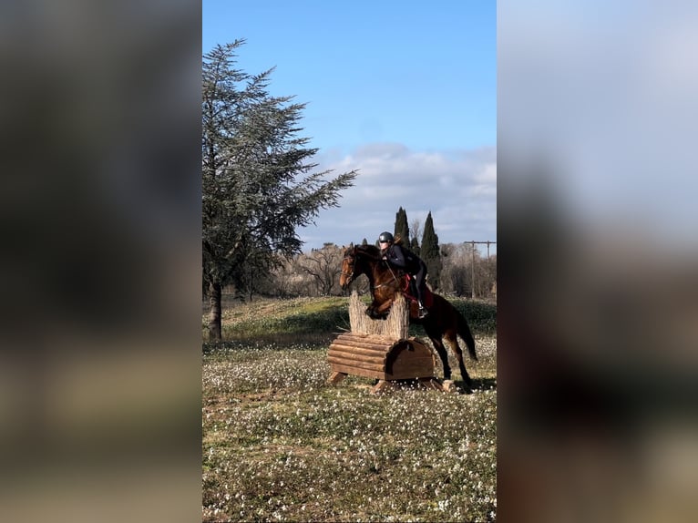 French riding pony Mare 12 years 14,2 hh Brown in Servian