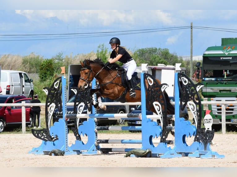 French riding pony Mare 12 years 14,2 hh Brown in Servian