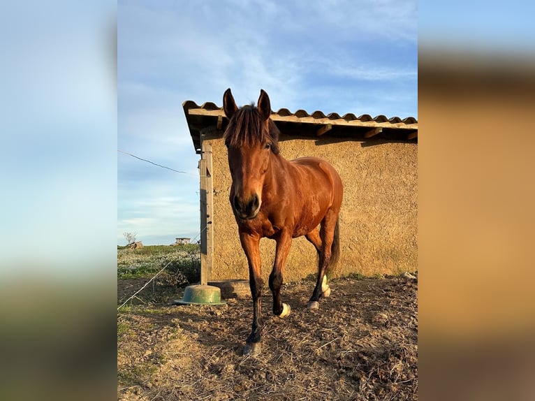 French riding pony Mare 12 years 14,2 hh Brown in Servian