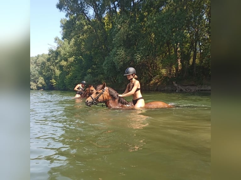 French riding pony Mare 12 years 14,2 hh Brown in Servian