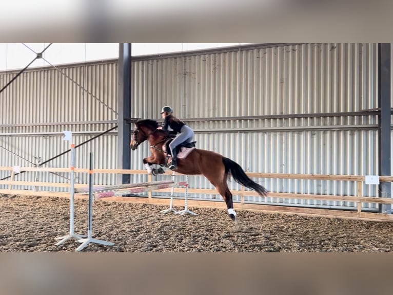 French riding pony Mare 12 years 14,2 hh Brown in Servian