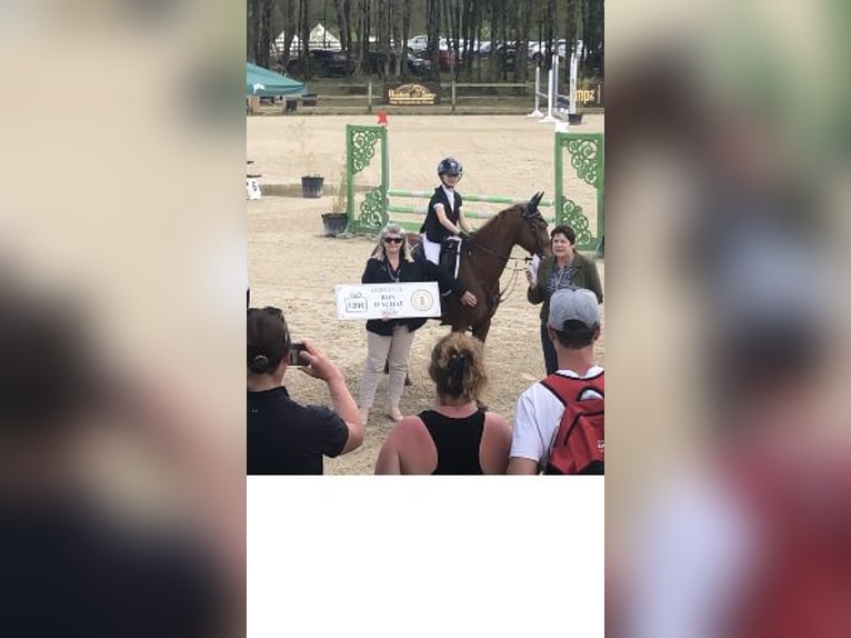 French riding pony Mare 13 years 14,1 hh Chestnut-Red in Boulogne-sur-Mer