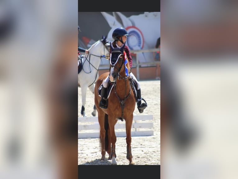 French riding pony Mare 13 years 14,1 hh Chestnut-Red in Boulogne-sur-Mer