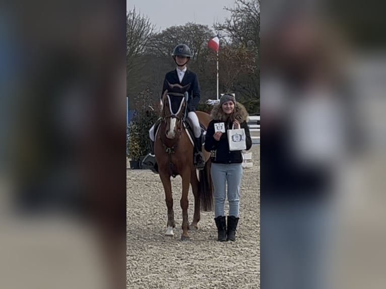 French riding pony Mare 13 years 14,1 hh Chestnut-Red in Boulogne-sur-Mer