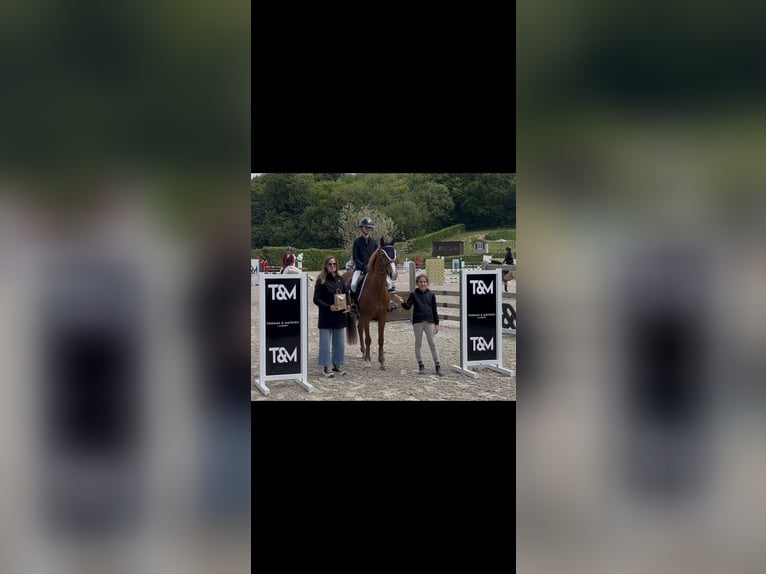 French riding pony Mare 13 years 14,1 hh Chestnut-Red in Boulogne-sur-Mer