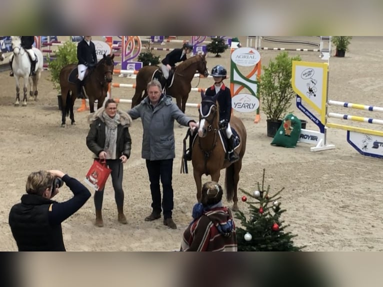 French riding pony Mare 13 years 14,1 hh Chestnut-Red in Boulogne-sur-Mer