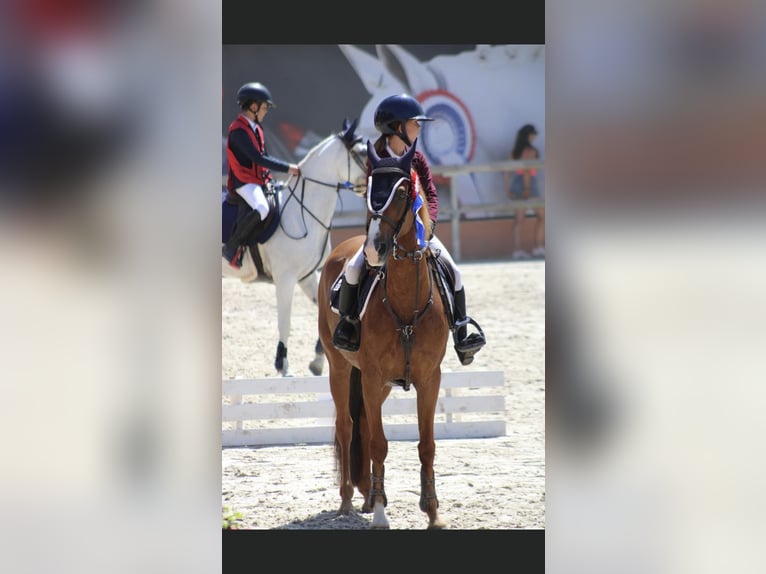French riding pony Mare 13 years 14,1 hh Chestnut-Red in Boulogne-sur-Mer