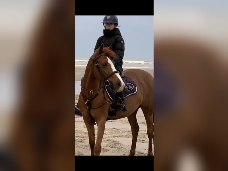 French riding pony Mare 13 years 14,1 hh Chestnut-Red in Boulogne-sur-Mer