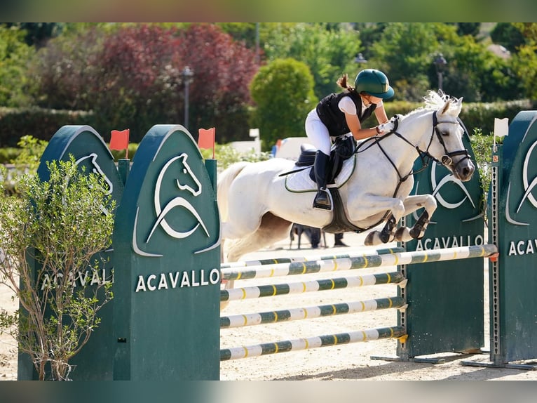 French riding pony Mare 14 years 14.2 hh Grey in Calcara