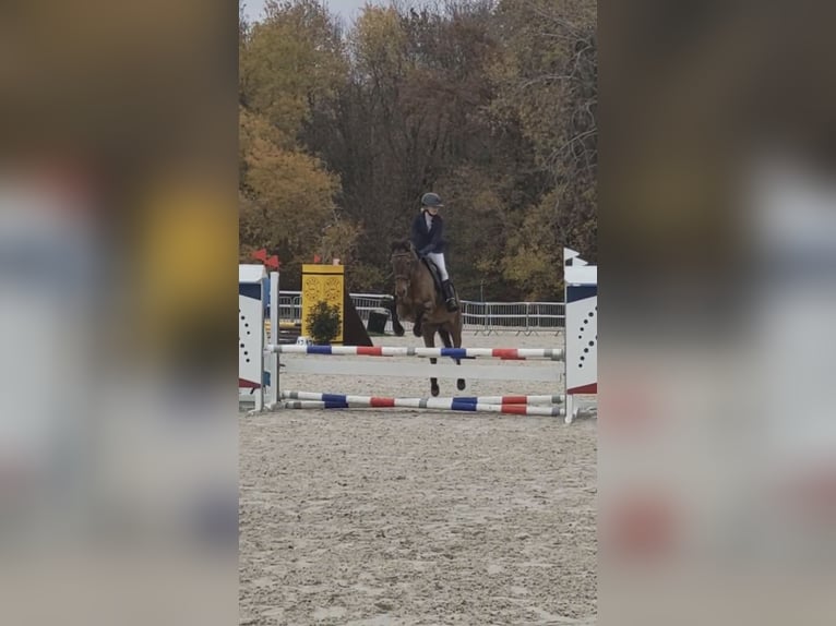 French riding pony Mare 14 years 14,1 hh Brown in Avillers-Sainte-Croix