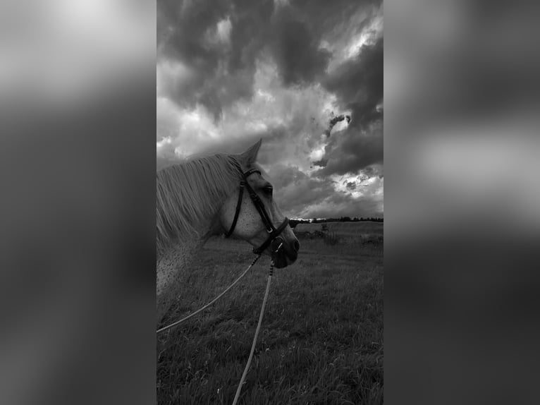 French riding pony Mix Mare 16 years 15.2 hh Grey-Fleabitten in Wadern