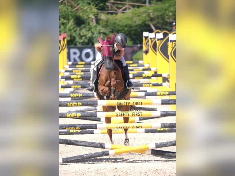 French riding pony Mare 18 years 14,1 hh Chestnut-Red in Bollate