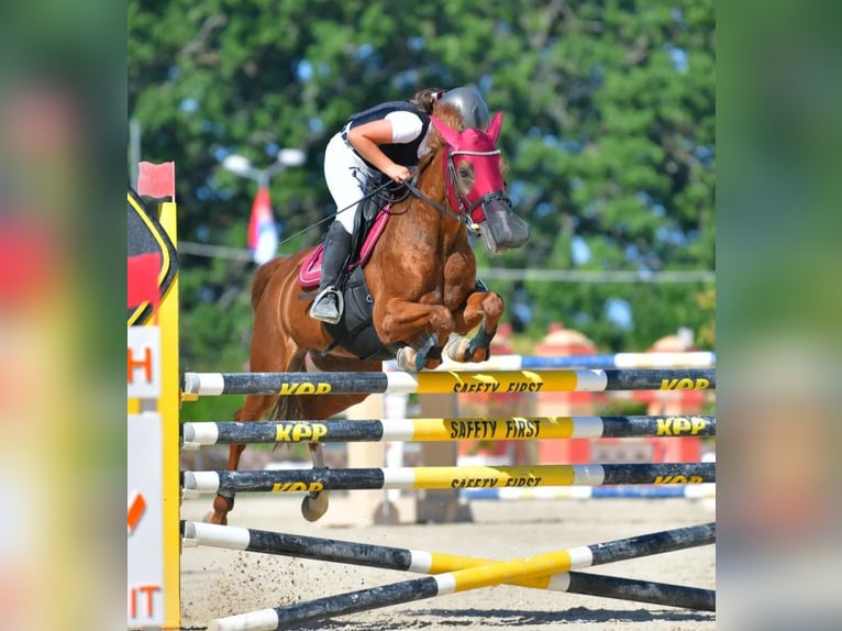 French riding pony Mare 18 years 14,1 hh Chestnut-Red in Bollate