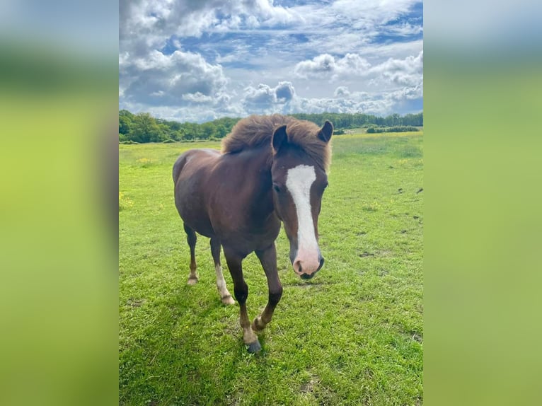 French riding pony Mare 1 year 14,2 hh Chestnut in Chateauroux