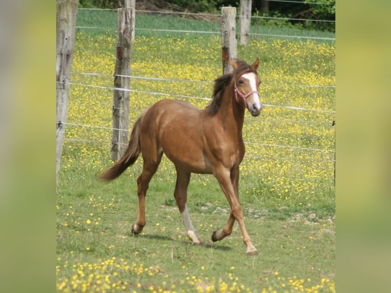 French riding pony Mare 1 year Chestnut in Verdelot