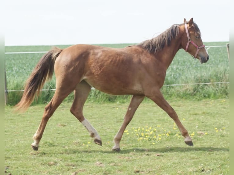 French riding pony Mare 1 year Chestnut in Verdelot