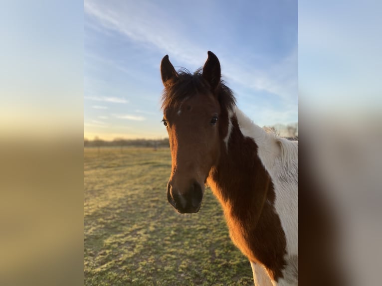 French riding pony Mare 1 year Pinto in La bastide de Lévis