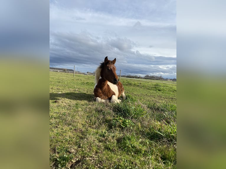 French riding pony Mare 1 year Pinto in Sainte-Croix