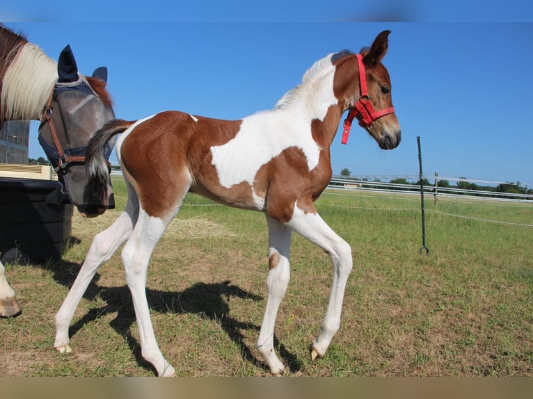 French riding pony Mare 1 year Pinto in Sainte-Croix
