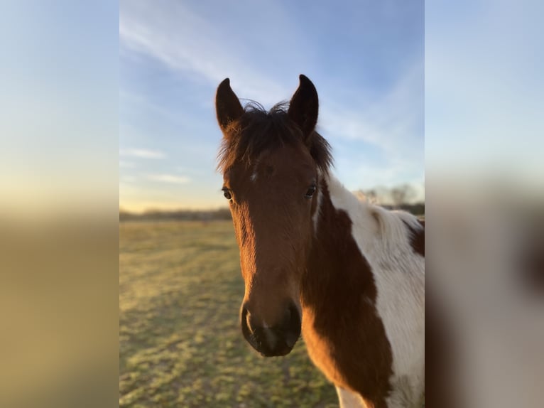 French riding pony Mare 1 year Pinto in Sainte-Croix