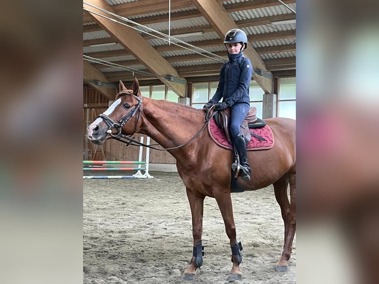 French riding pony Mare 20 years 14,1 hh in Val Di Vizze