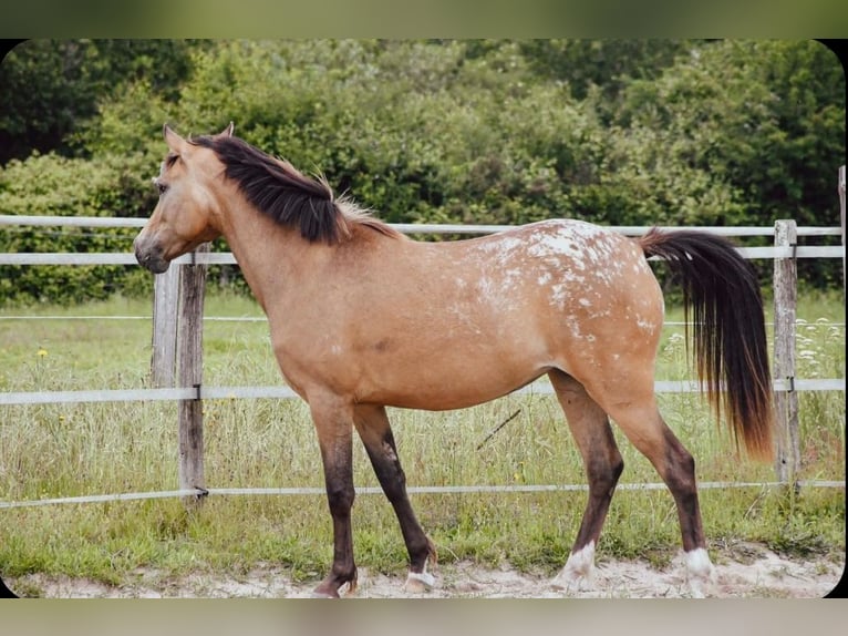 French riding pony Mare 2 years 13.1 hh Leopard-Piebald in ETAULIERS