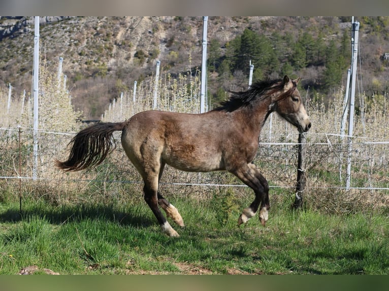French riding pony Mare 2 years 14.2 hh Dun in Alpes de Haute Provence