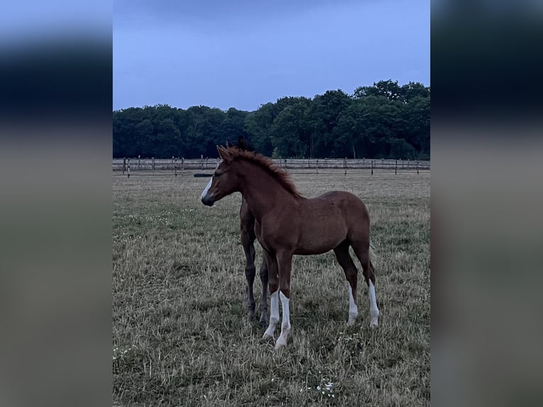French riding pony Mare 2 years Chestnut in Garennes-sur-Eure