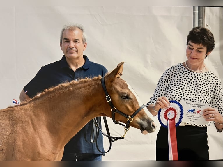 French riding pony Mare 2 years Chestnut in Garennes-sur-Eure
