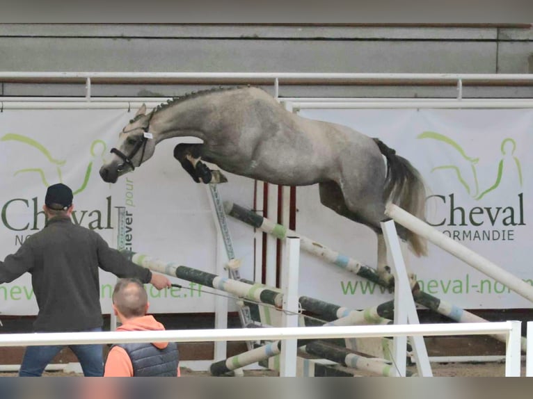 French riding pony Mare 3 years 13,2 hh Gray-Fleabitten in Vannes