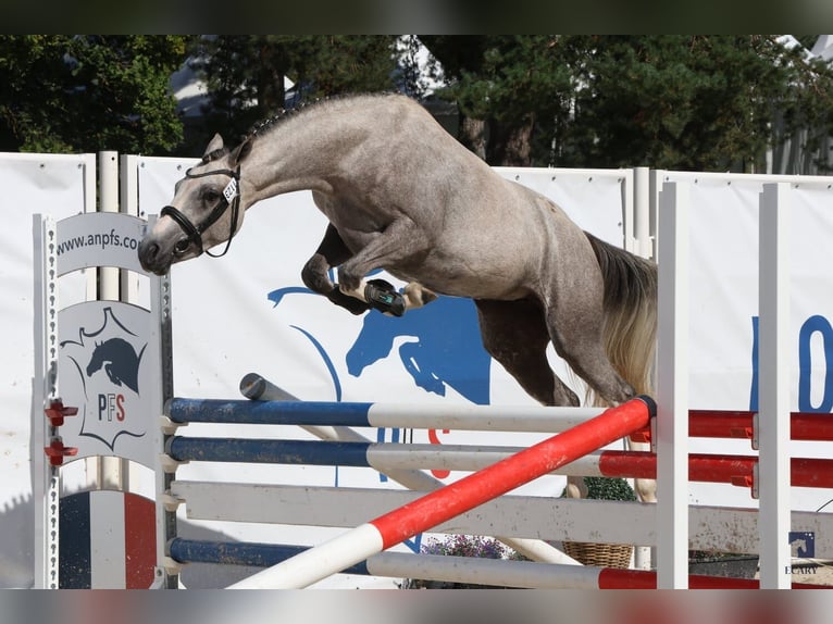 French riding pony Mare 3 years 13,2 hh Gray-Fleabitten in Vannes