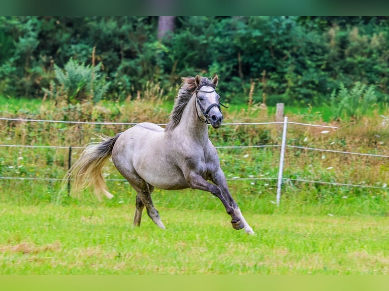 French riding pony Mare 3 years 13,2 hh Gray-Fleabitten in Vannes