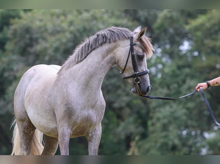 French riding pony Mare 3 years 13,2 hh Gray-Fleabitten in Vannes