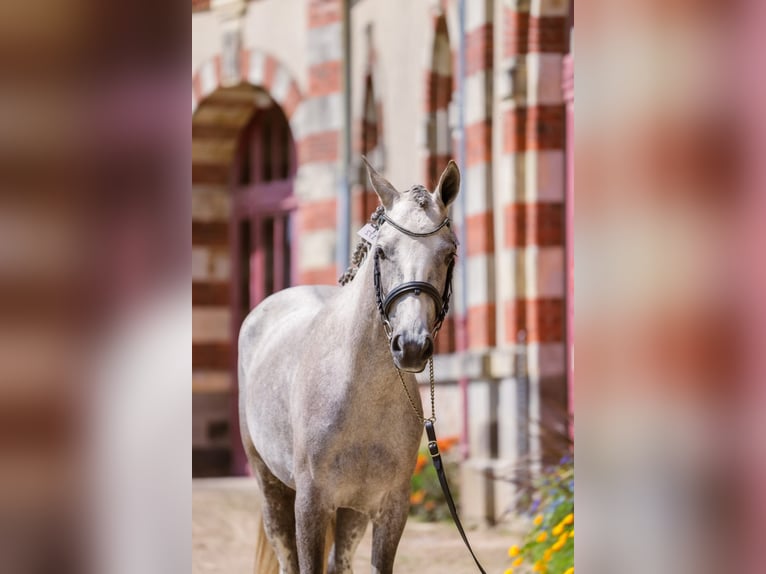 French riding pony Mare 3 years 13,2 hh Gray-Fleabitten in Vannes