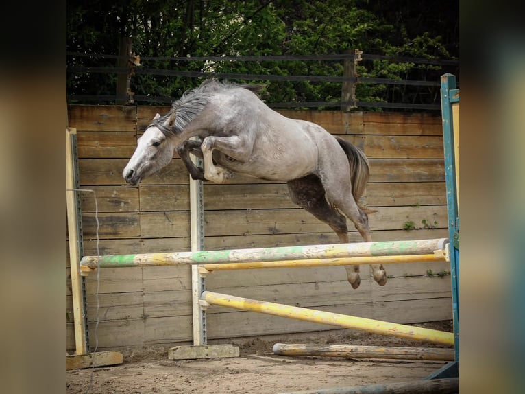 French riding pony Mare 3 years 13,2 hh Gray-Fleabitten in Vannes