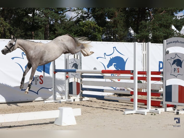 French riding pony Mare 3 years 13,2 hh Gray-Fleabitten in Vannes