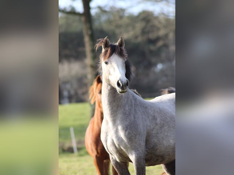 French riding pony Mare 3 years 13,2 hh Gray-Fleabitten in Vannes