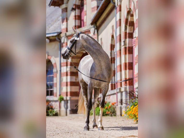 French riding pony Mare 3 years 13,2 hh Gray-Fleabitten in Vannes