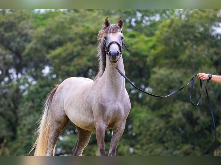 French riding pony Mare 3 years 13,2 hh Gray-Fleabitten in Vannes