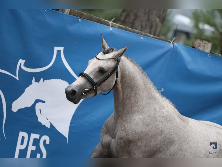 French riding pony Mare 3 years 13,2 hh Gray-Fleabitten in Vannes