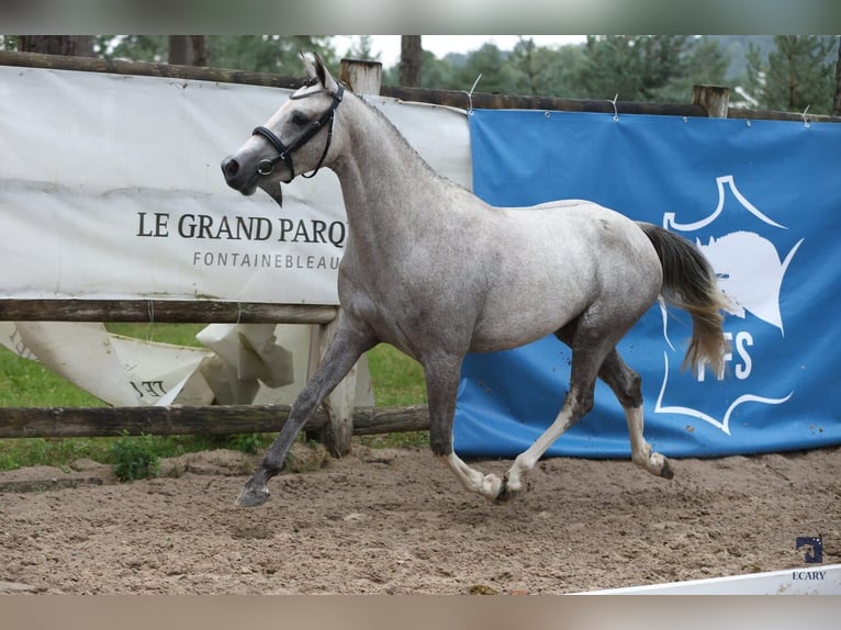 French riding pony Mare 3 years 13,2 hh Gray-Fleabitten in Vannes
