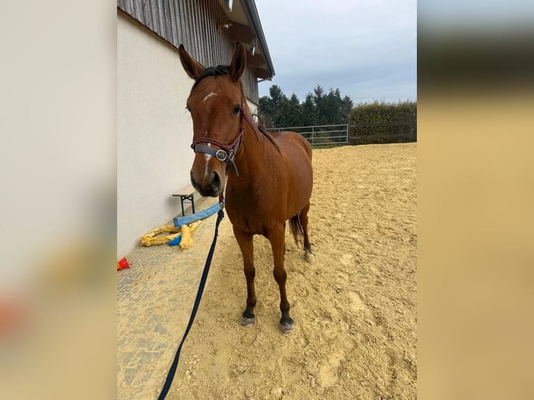 French riding pony Mare 3 years 14.1 hh  in Daleiden