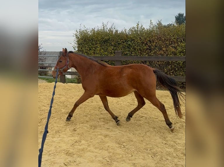 French riding pony Mare 3 years 14.1 hh  in Daleiden