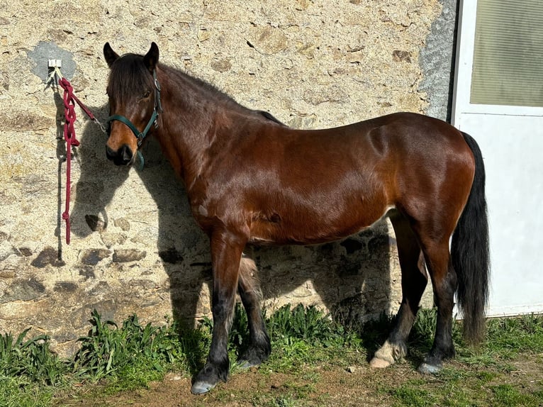 French riding pony Mare 4 years 13,2 hh Brown in Feytiat