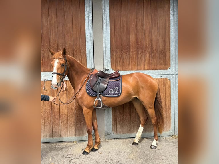 French riding pony Mare 4 years 14.1 hh Chestnut-Red in Dampierre-en-Bray